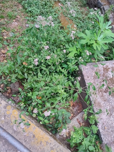 hemp agrimony