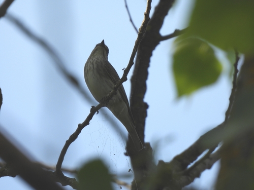 Spotted Flycatcher