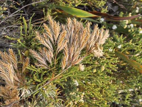 Thamnochortus cinereus, photograph 4