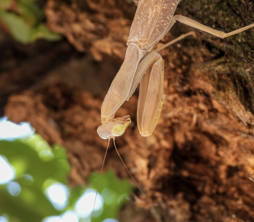 Transcaucasian Giant Mantis