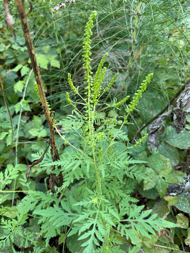 common ragweed