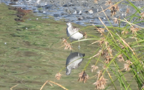 Common Greenshank