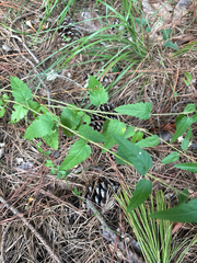 Tragia urticifolia, photograph author not stated, no rights reserved