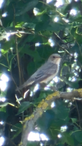 Spotted Flycatcher