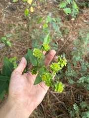Silphium asperrimum