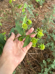 Silphium asperrimum, photograph author not stated, no rights reserved