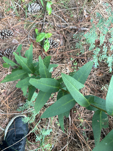 Silphium asperrimum, photograph 4