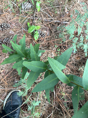 Silphium asperrimum, photograph author not stated, no rights reserved