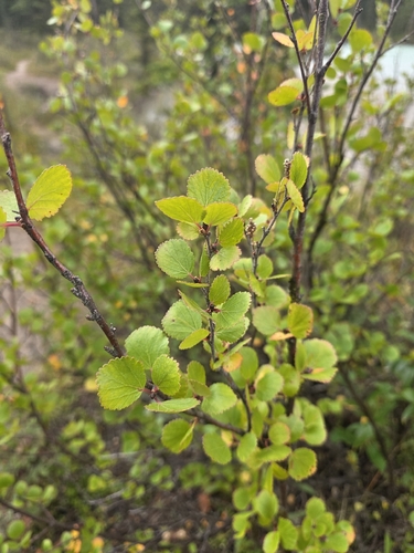 Betula glandulosa, photograph 3