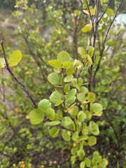 Betula glandulosa, photograph author not stated, no rights reserved