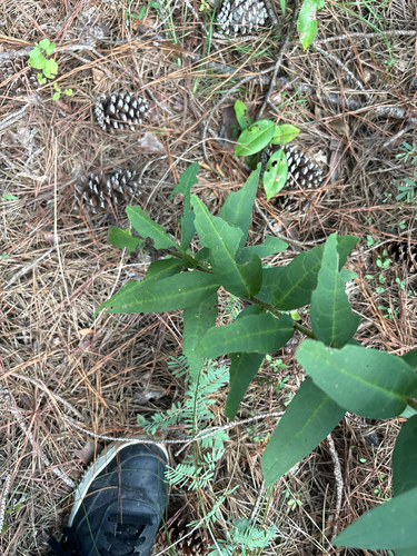 Silphium asperrimum, photograph 3