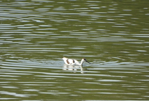 Pied Avocet