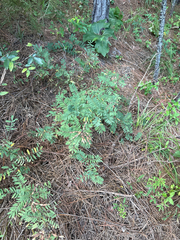author not stated, no rights reserved Tephrosia virginiana, photograph author not stated, no rights reserved