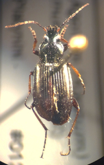 Agonum muelleri