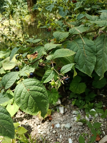 Deadly Nightshade