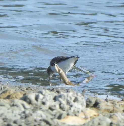 Common Sandpiper
