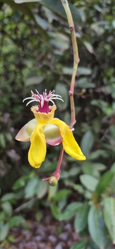 Dillenia excelsa