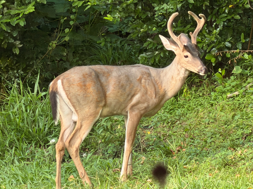 White-tailed Deer