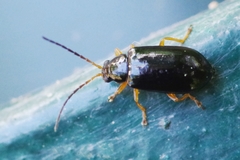 Luperus xanthopoda
