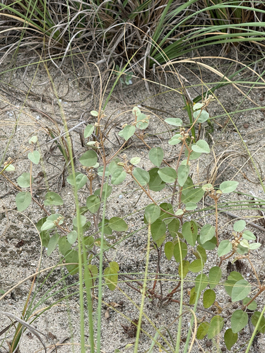 Croton punctatus, photograph 1