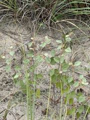 Croton punctatus