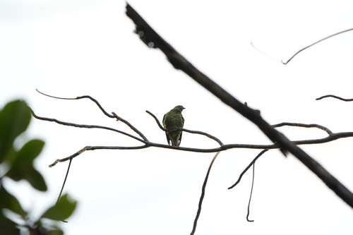 Ptilinopus viridis, 2026-08-19
