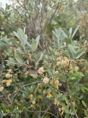 Salix brachycarpa