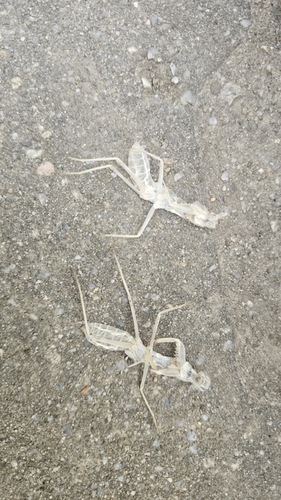 Transcaucasian Giant Mantis