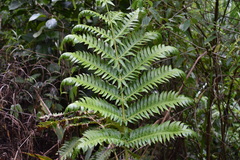 Cyathea horrida