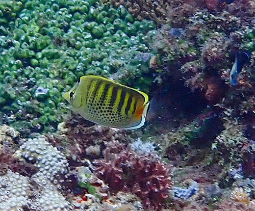 Chaetodon punctatofasciatus observed 2026-08-29