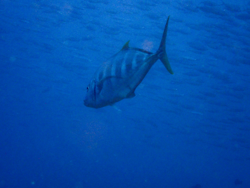 Carangoides ferdau observed 2026-08-29