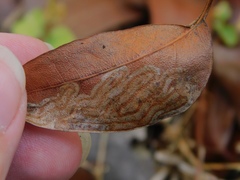 Phyllocnistis meliacella