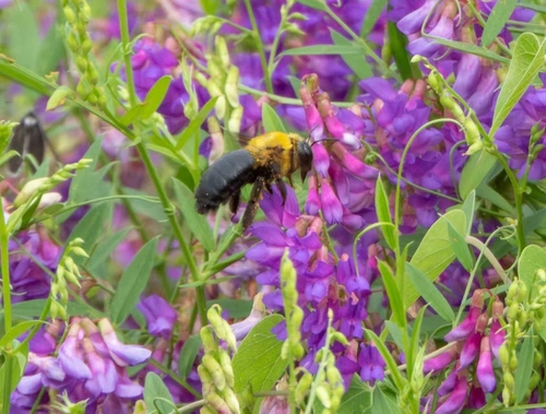 Appendiculate Carpenter Bee