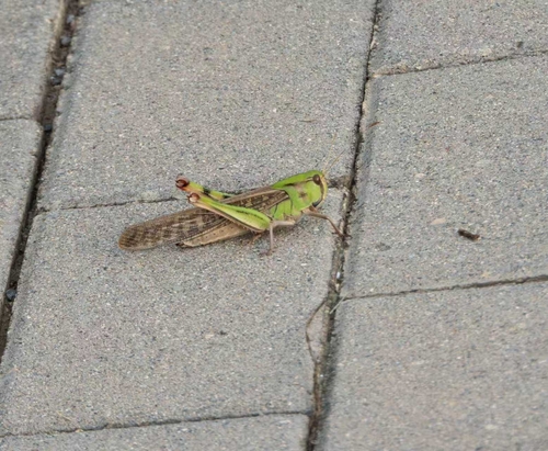 Migratory Locust