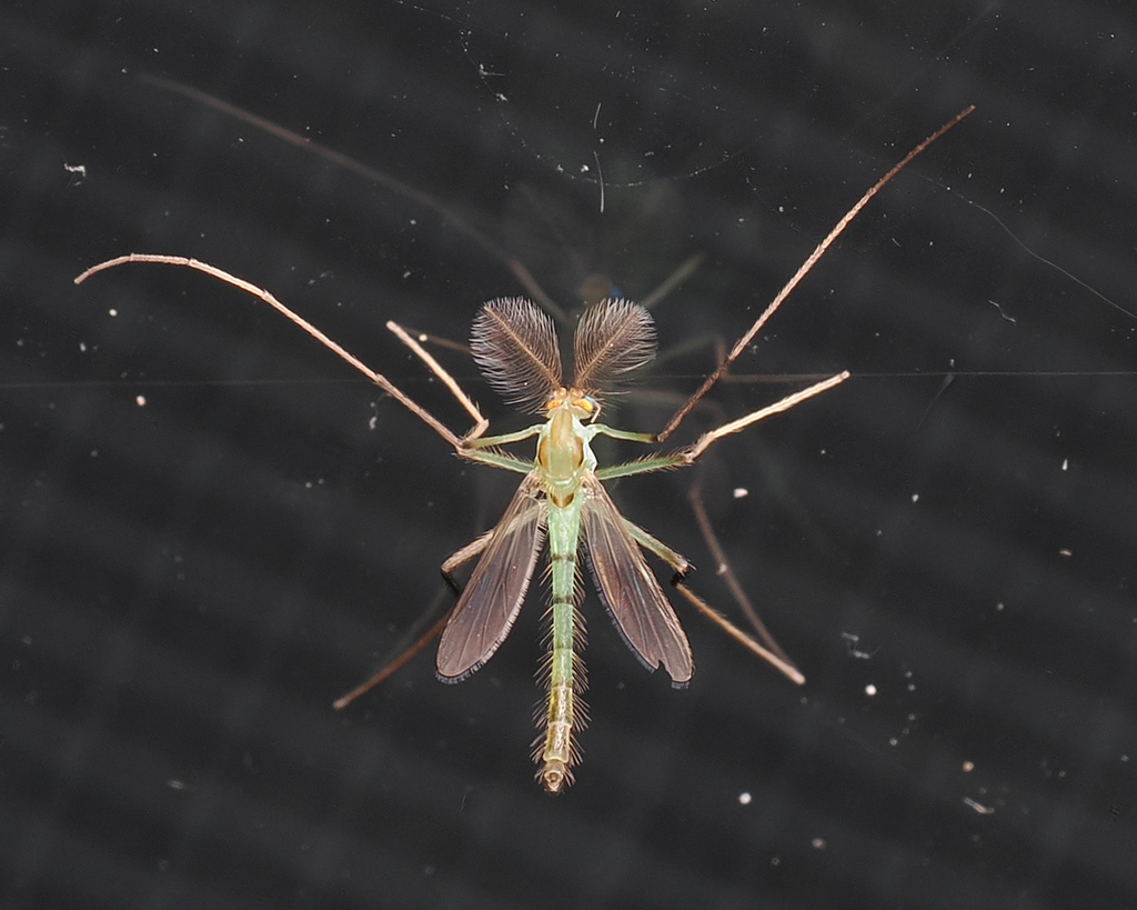 Stenochironomus cinctus