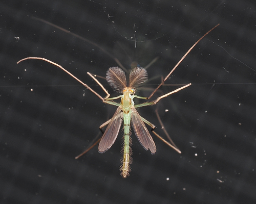 Stenochironomus cinctus