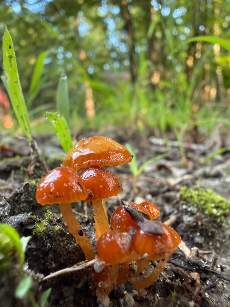 Gliophorus perplexus · August 2026 · photo: Photo: (c) David Murr, some rights reserved (CC BY) · iNaturalist