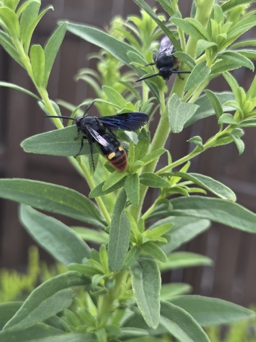 Blue-winged Scoliid Wasp