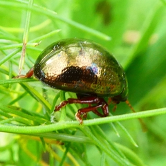 Chrysolina bankii