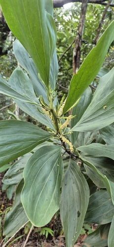 Big-leaved Acacia
