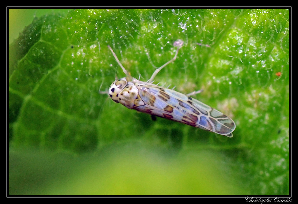 Eupteryx thoulessi
