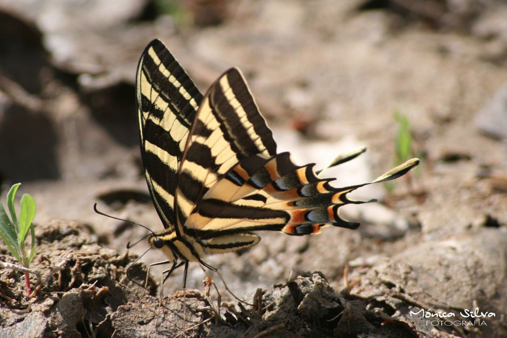 Tiger Swallowtails and Allies