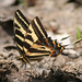 Tiger Swallowtails and Allies - Photo (c) AVEnturate Coahuila, some rights reserved (CC BY-NC), uploaded by AVEnturate Coahuila