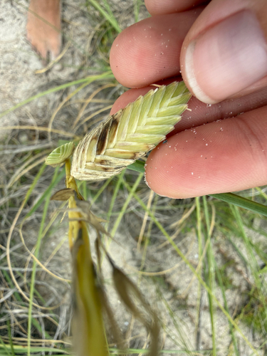 Uniola paniculata, photograph 2