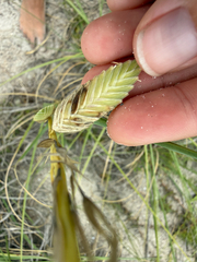 Uniola paniculata, photograph (c) Rachel Lee Harper, some rights reserved (CC BY)