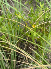 Uniola paniculata, photograph (c) Rachel Lee Harper, some rights reserved (CC BY)