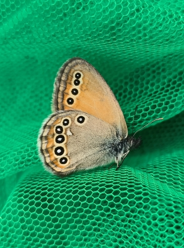 Coenonympha amaryllis