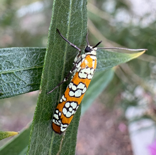Ailanthus Webworm Moth