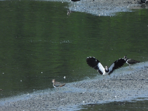 Northern Lapwing