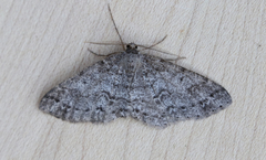 Melanolophia imitata